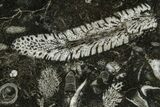 Polished Devonian Fossil Coral and Bryozoan Plate - Morocco #365128-1